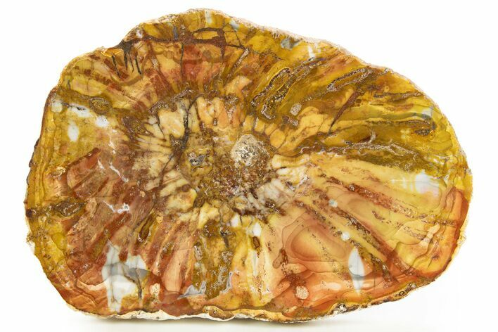 Colorful Petrified Wood Slab - Weird Grain Patterns #327318
